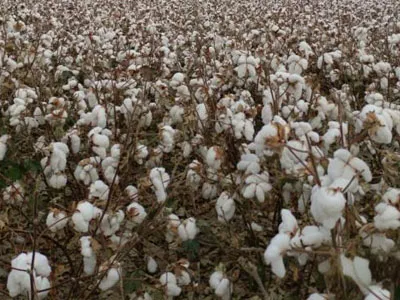 Ventilatori centrifughi a doppia aspirazione SunxFan aggiornati di nuovo: la nuova generazione di prodotti EC a frequenza variabile aiuta i raccoglitori di cotone a funzionare in modo efficiente